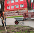 Сотрудники МКУ “Городское хозяйство” благоустраивают клумбы возле КДЦ “Лукоморье” - Газета В 24 часа