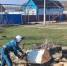 Спасатели сражаются с  опасными деревьям! - Газета В 24 часа